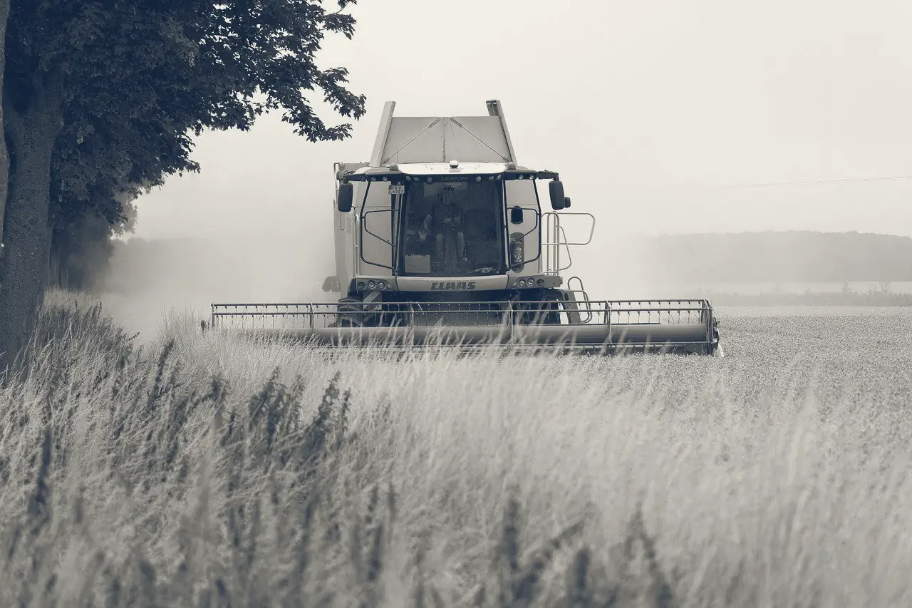 Combine harvester working a wheat field